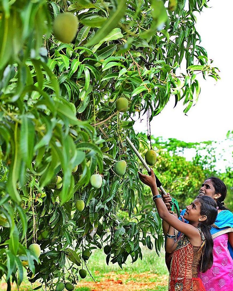 Gorzki smak granicznego mango. Indyjsko-bangladeski spór o owoce i nie tylko