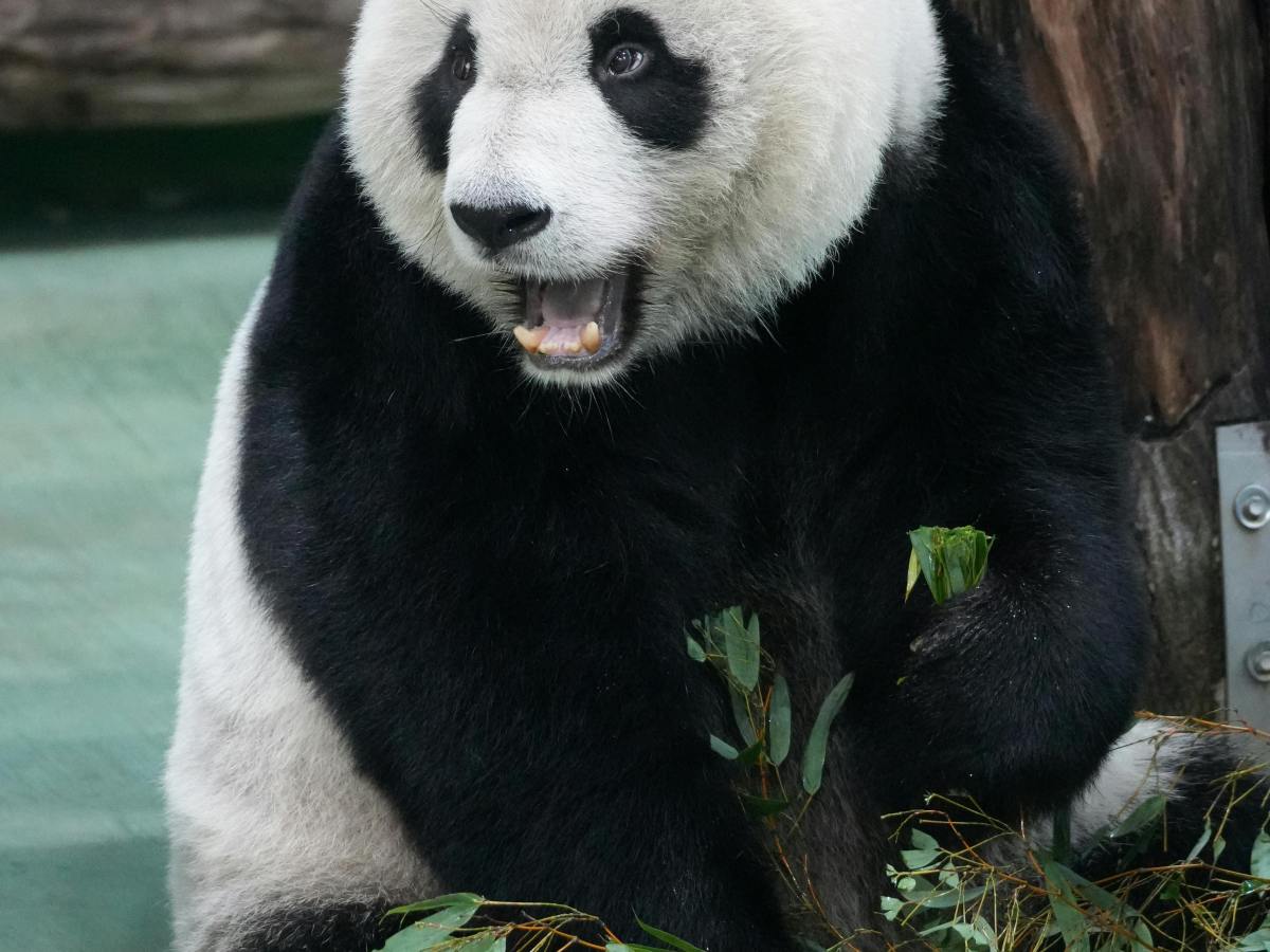 Hongkońskie „Pandamonium”, czyli pandy jako motor napędowy lokalnej gospodarki