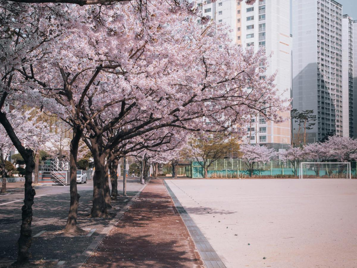 Pierwszy dzwonek w cieniu kwitnących wiśni – o południowokoreańskim systemie szkolnictwa